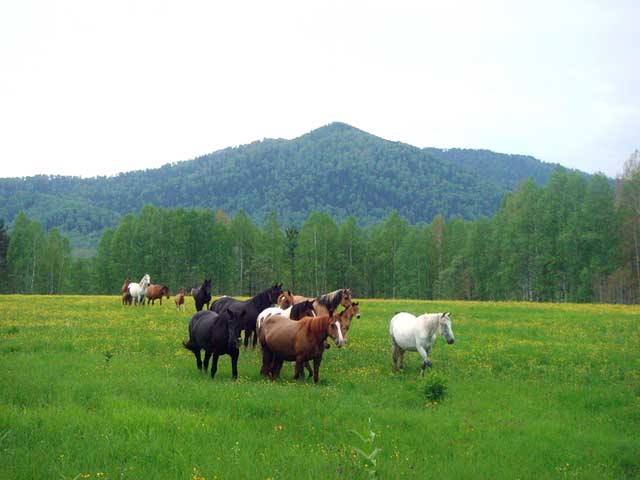 Лошадки Алтая