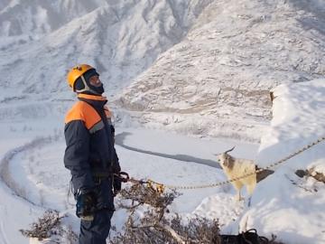 Спасатели в Горном Алтае спустили отару овец и коз с высокой скалы 400м