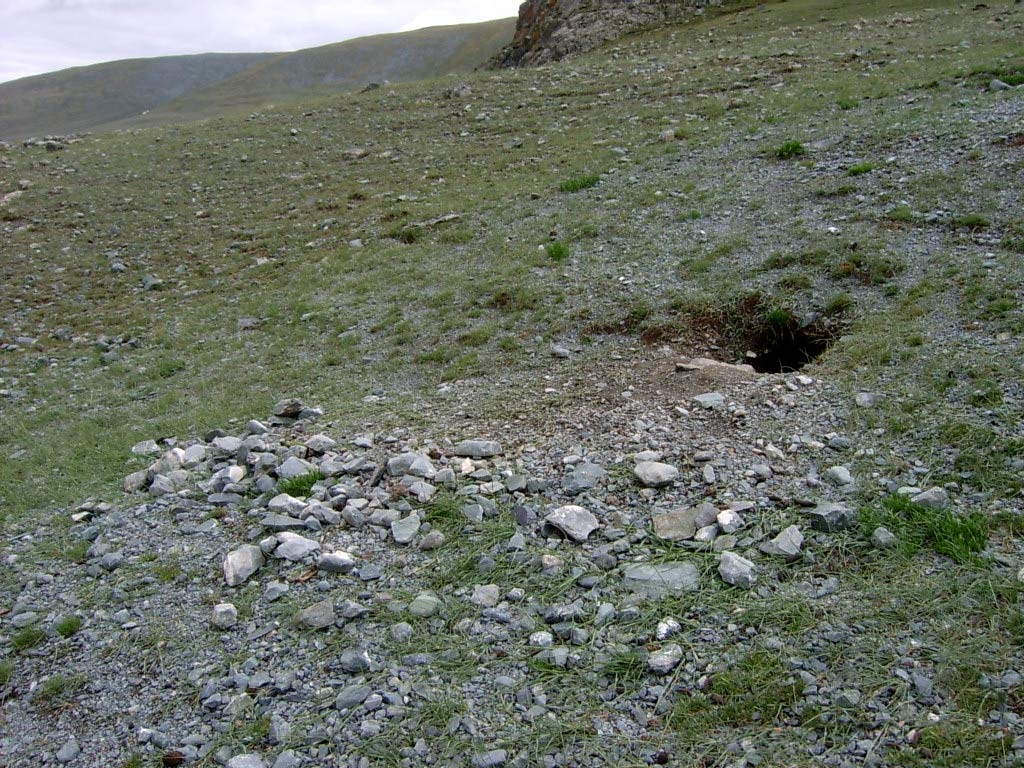 Сурок Алтайский