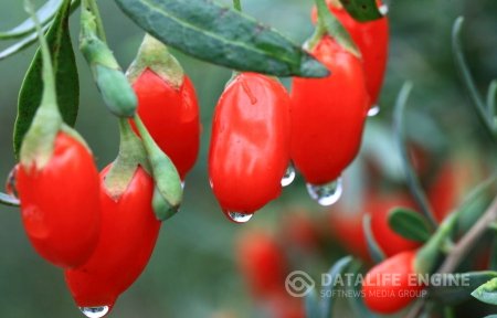 Ягоды Годжи - лучшее средство для похудения Ягоды Годжи - лучшее средство для похудения