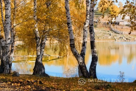 Береза - вечный символ Алтая